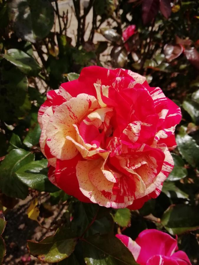 Victoria Daire Tracy-sur-Mer Dış mekan fotoğraf